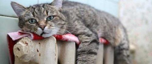 Батарея мс-140. Достоинства и недостатки чугунных радиаторов